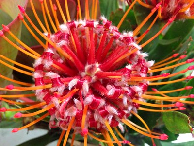 Nature bizarre rosa red