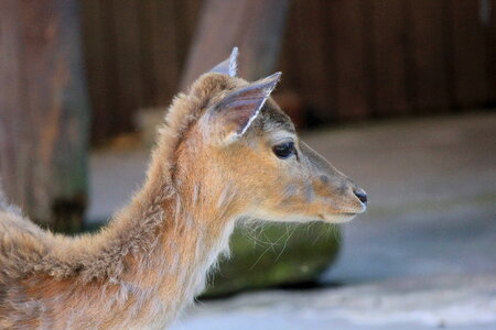 Very young deer photo