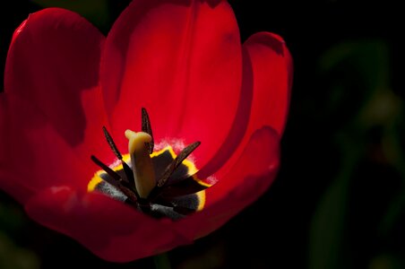 Beautiful Flowers beautiful image beautiful photo
