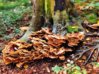 Moss brown forest floor