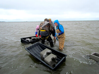 Refuge staff and volunteers and The Nature Conservancy volunteers build oyster castles-1