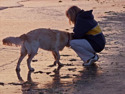 Sea coast dog