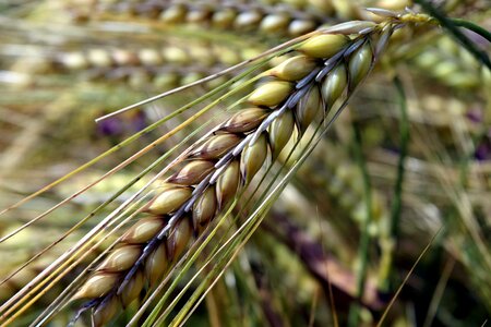 Agriculture brown cereal