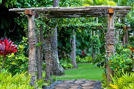 Green backyard yard