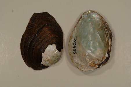 Fusconaia cuneolus