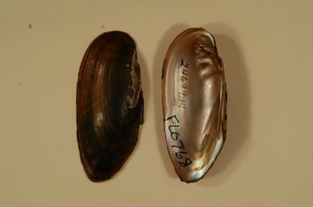 Elliptio ahenea