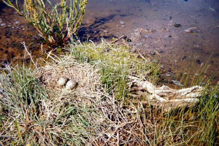 American Avocet Nest With Eggs photo