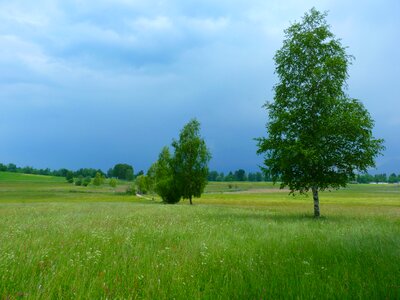 Trees nature gewitterstimmung
