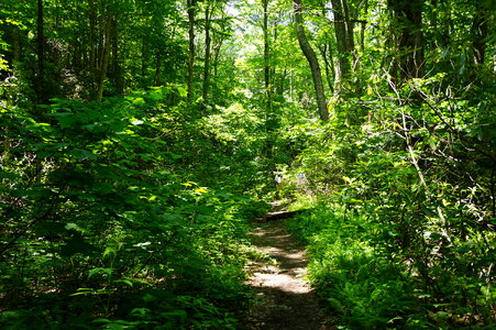 Dolly Sods West Virginia photo