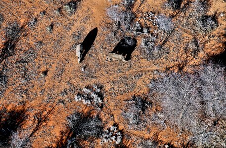 Rhino drone wildlife