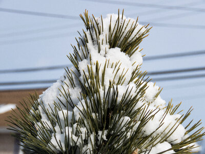 Snow Topped Pine Leaves photo