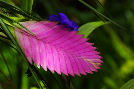 Tillandsia ecuador wild flower photo