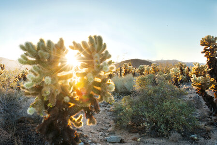 Sunset at Cholla Cactus Garden photo