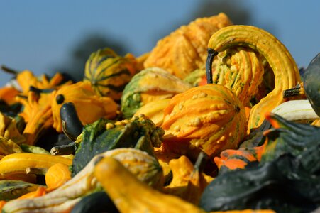 Halloween gourd pumpkins photo