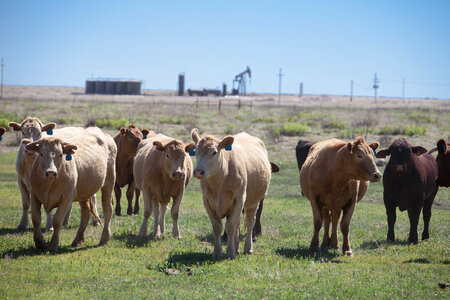 Cattle ranch-6