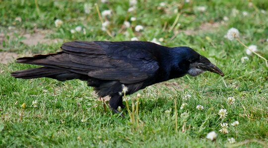 Black green grass raven photo