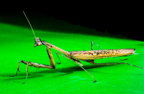Praying mantis fishing locust close up photo