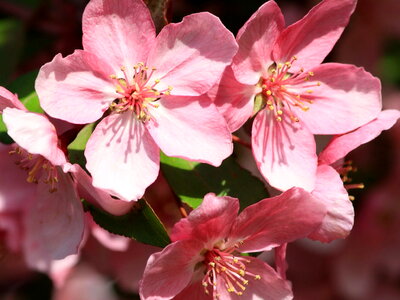 Flora flowering flowering cherry photo