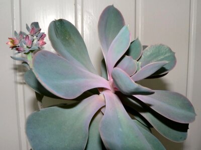 Leaves plant succulent