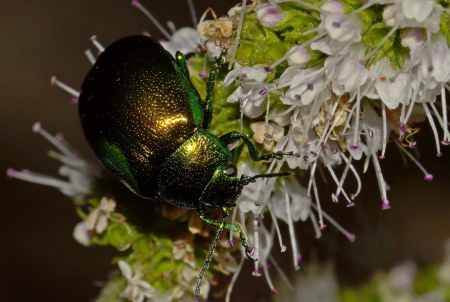 Animal arthropod beautiful