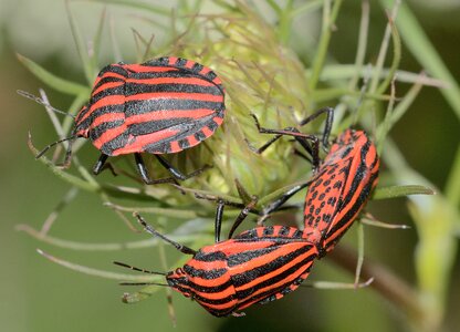 Graphosoma italicum macro
