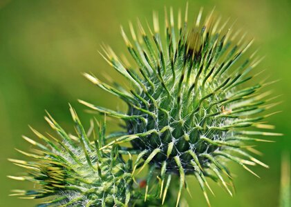 Beautiful Flowers biology blooming