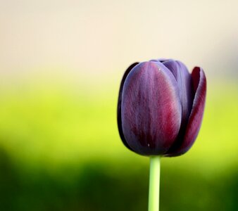 Tulip flower flowers