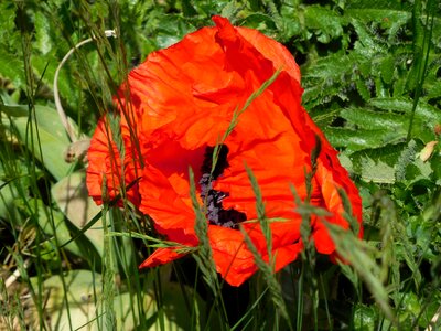 Flower poppy red