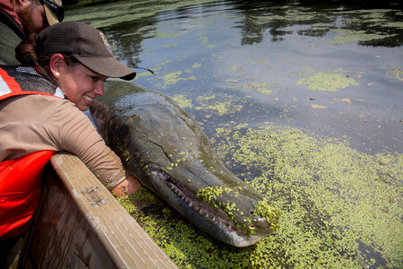 Alligator gar-3 photo