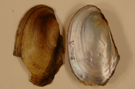 Leptodea fragilis-1