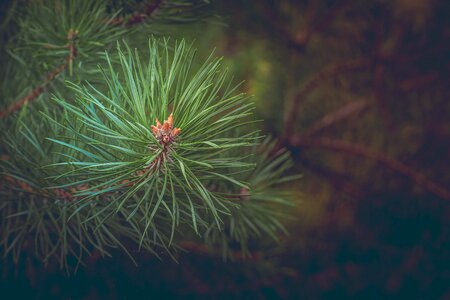 Conifer needles tree photo