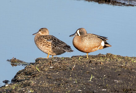 Ducks at Horicon Marsh