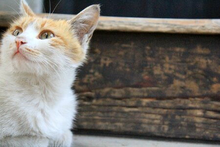 Kitty animal calm