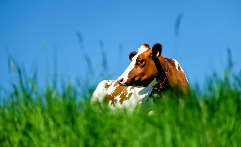 Animal bovine cattle