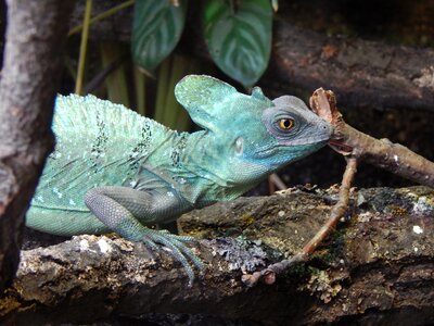 Animal colors reptile