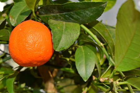 Leaf fruit citrus