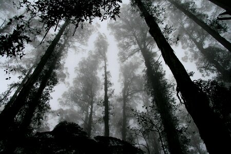 Trees perspective sky photo