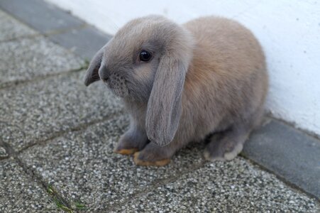 Rabbit schlappohr rabbit fur photo