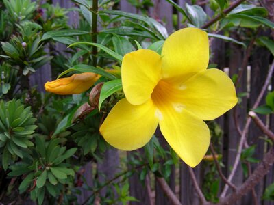 Yellow allamanda allamanda alamanda