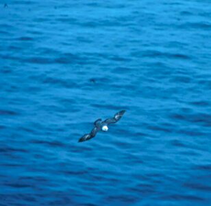 Bird Fulmarus glacialis 