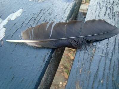 Bird wildlife wild