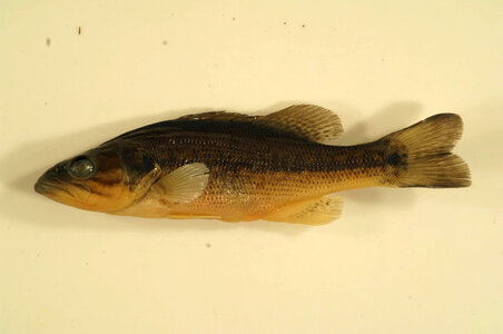 Micropterus punctulatus-1