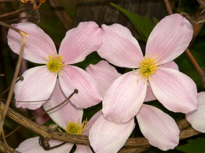 Blossom bloom bloom