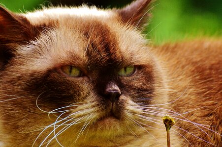 Adorable animal beautiful