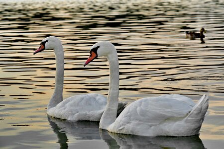 Pair reflection romantic