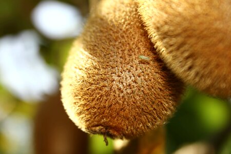 Kiwi close-up orchard photo