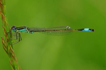 Blue dragonfly close up macro photo