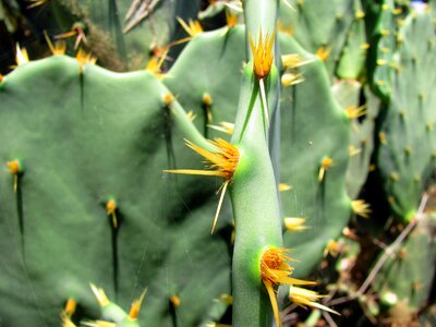 Thorns prickly plant vegetation photo