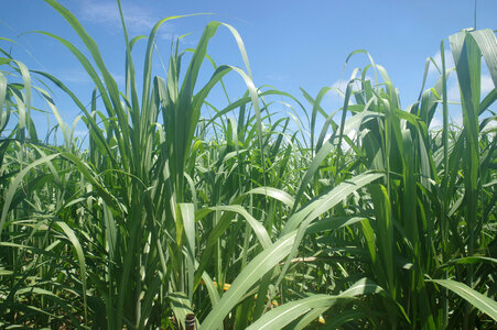 1 Sugarcane field photo