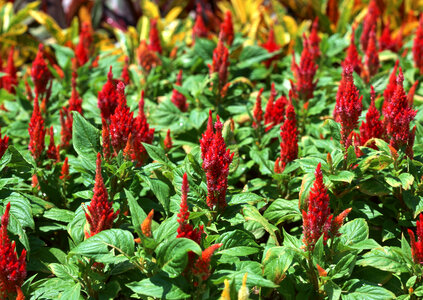 Outdoor red little flower photo